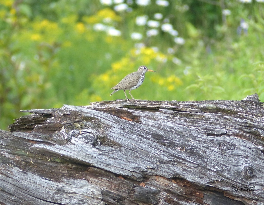   In an old sawmill lot in Malakwa I heard the tell tale call of a spotted sandpiper. You would think it would be easy to locate the bouncy bird, however, it took me more than three minutes to finally find him on his perch on this old gnarled log. Just behind the greenery is an old oxbow section of the Eagle River where the shorebird is bound to find plenty to eat. My guess was there was a nest near by so I didn't get too close.   Michael Klotz - www.TheBirdBlogger.com
