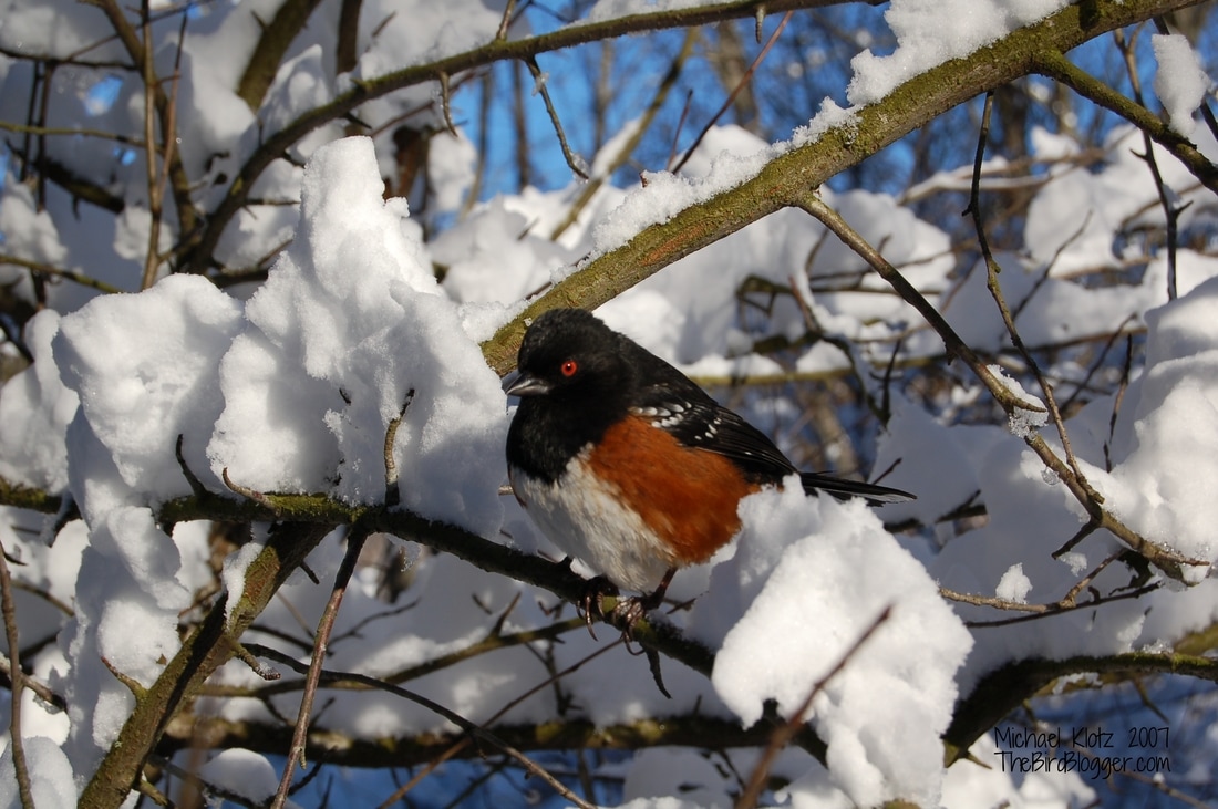 Spotted Towhee -  Cold day in January in Campbell Valley Park  Michael Klotz - www.TheBirdBlogger.com