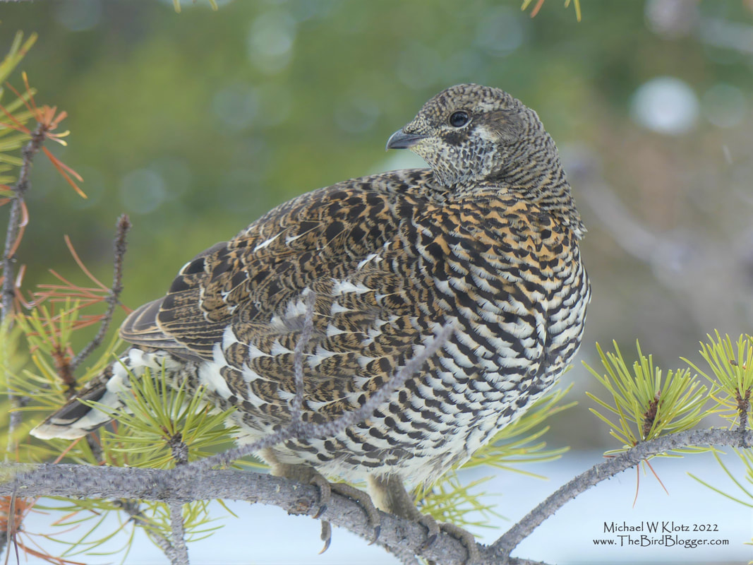 Spruce Grouse - Rampart Creek Alberta, AB            On the way through Banff National Park, we drove past a 