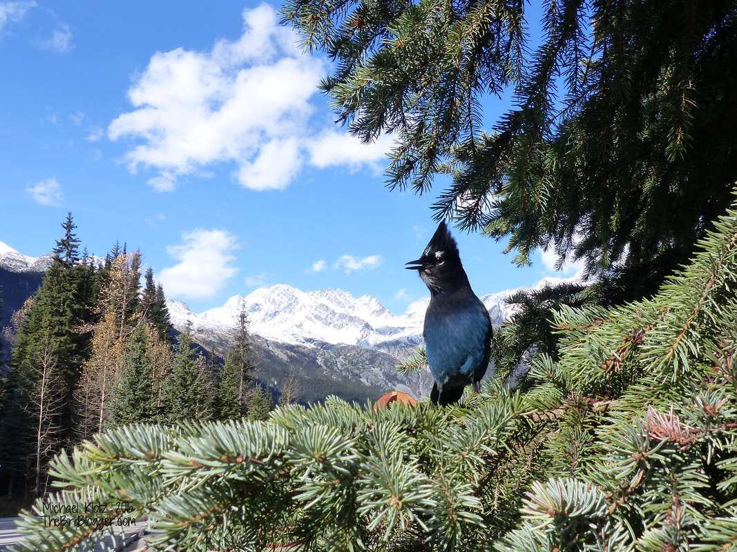 Stellar's Jay - Roger's Pass, BC       On the way through the Mountains in British Columbia, we stopped at the Rogers Pass rest area. After two or three minutes in the parking lot, we heard footfalls on the roof of the Car. Just after, a dark streak shot off to the spruce tree to our right. It turned out to be two Stellar's Jays apparently used to travelers in the rest area. This bird was kind enough to pose in front of the snow-capped mountains in the pass.            Michael W Klotz - www.TheBirdBlogger.com