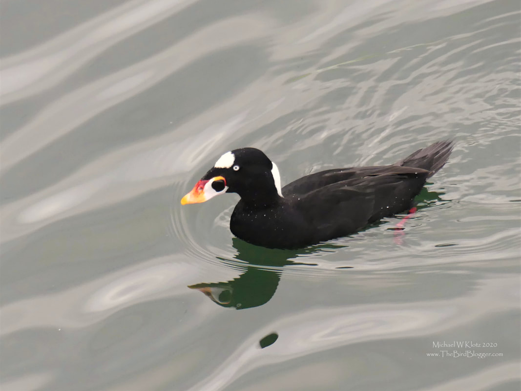 Surf Scoter - White Rock Pier, BC            White Rock pier offer some of the best viewing of these sea ducks. Surf Scoter spend the winter around Vancouver shores diving for clams and other shellfish in groups as large 4000 birds. In summertime they are found on their breeding grounds in fresh water lakes around the northern parts of Canada and Alaska. There are three species of Scoter that live here in North America, including the White-winged Scoter and the Black Scoter and all can be seen off the pier in White Rock.               Michael W Klotz 2020 - www.TheBirdBlogger.com