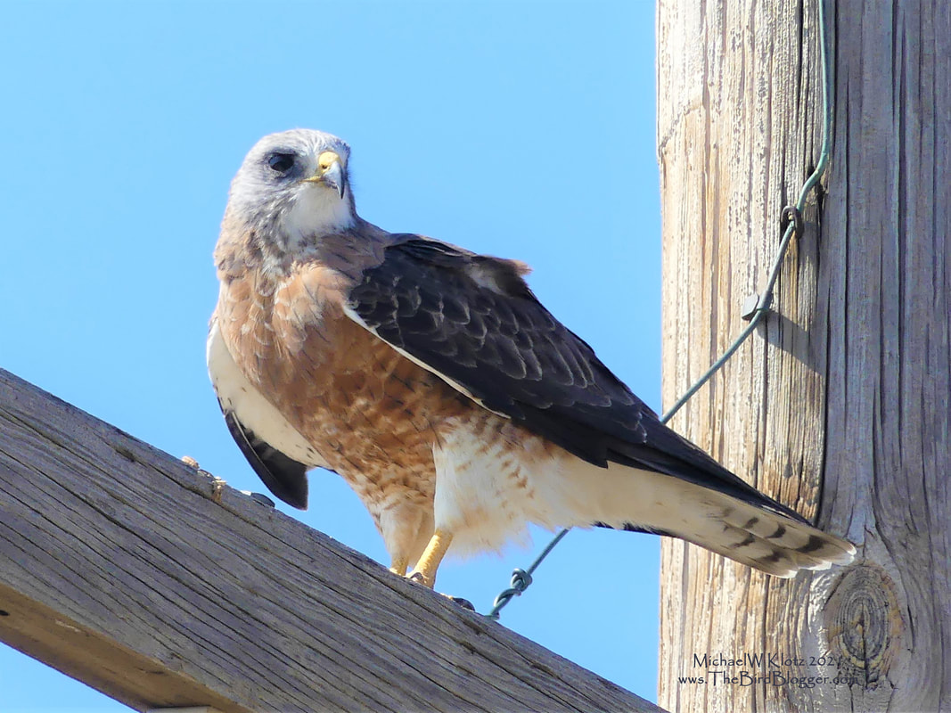 Swainson's Hawk - Cibola National Forest, TX           One of the things we did see on our road trip through the western prairie states was a great deal of hawks sitting on phone poles along the way. Hawk ID can be tricky with dark and light morphs of the same species. Also being from Western Canada, our go to hawk is a Red-tail, In this part of the world, it was Swainson's.  The firest think i look for is the white contained throat patch and the yellow cere (nostril patch.) This was at the very northern border of Texas where it meets the panhandle of Oklahoma.        Michael W Klotz - www.TheBirdBlogger.com Picture