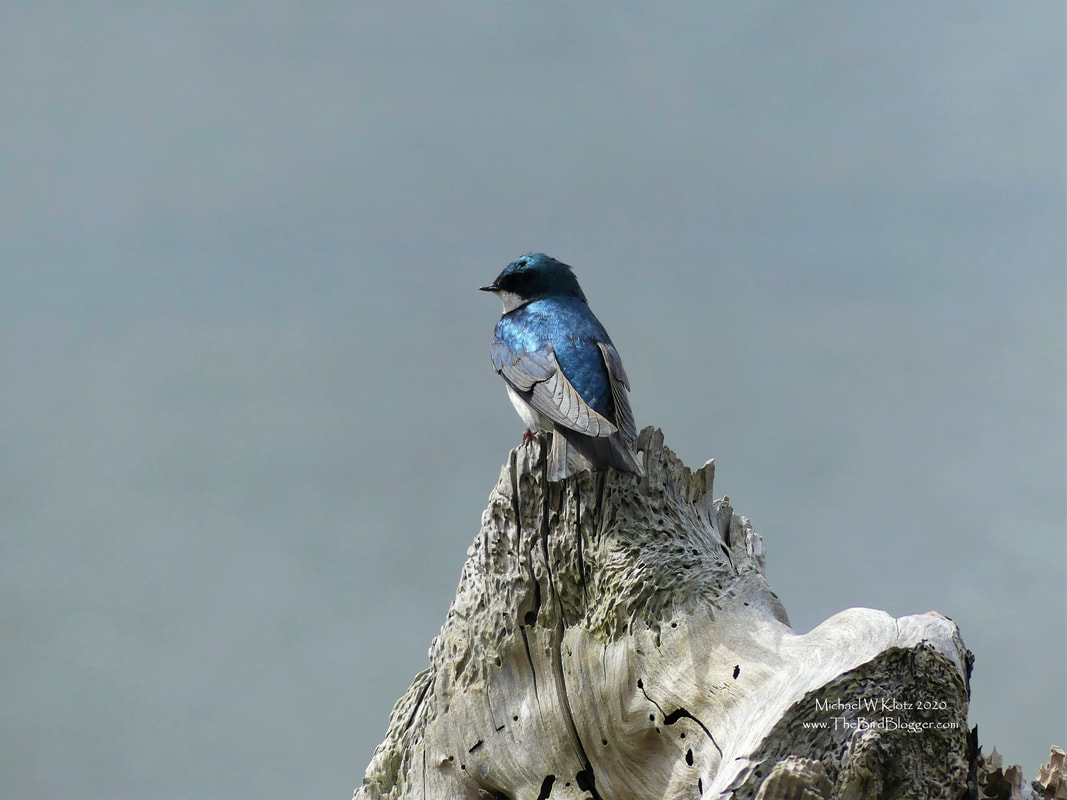Tree Swallow - Maplewood Flats, BC        During a recent twitch for a flock of Sabine's Gulls we found a tree swallow that was very interested in why everyone was hanging out near the nest box. I found the carved wormwood an interesting perch for this beautiful blue swallow at Maplewood Flats.                Michael W Klotz 2020 - www.TheBirdBlogger.com