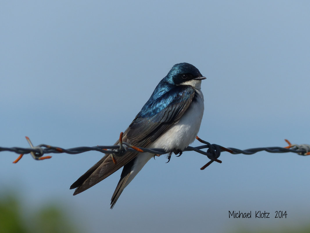 Tree Swallow - Richmond, BC Picture
