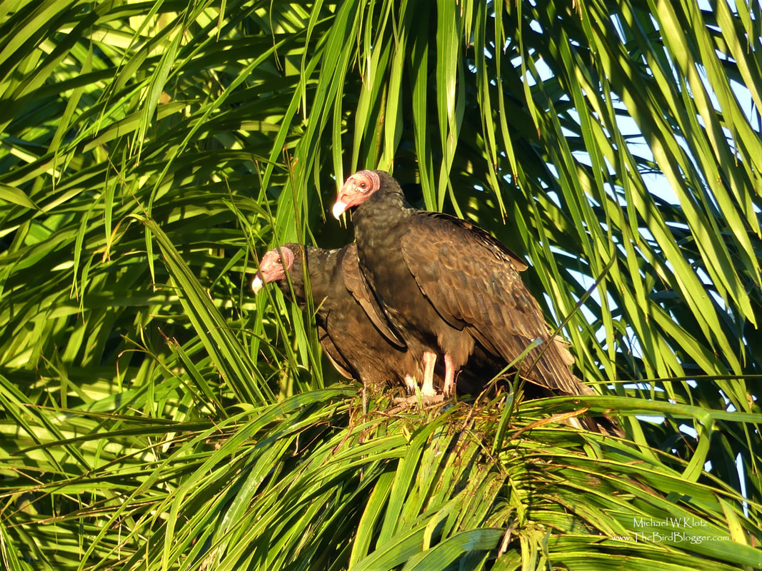 Turkey Vulture - Santo Tomas, CU          I always thought vultures were a dessert type of bird, but I guess thats what watching too many cartoons can do!  These not so pretty birds were hanging out in the early morning sun on a coconut palm in the village of Santo Tomas, Cuba. Most vultures wait on hill sides until the thermals start so they don't have to spend so much energy on getting into the air, but when you live in the swamp, sometimes a palm tree is the tallest thing around.                  Michael W Klotz 2019 - www.TheBirdBlogger.com