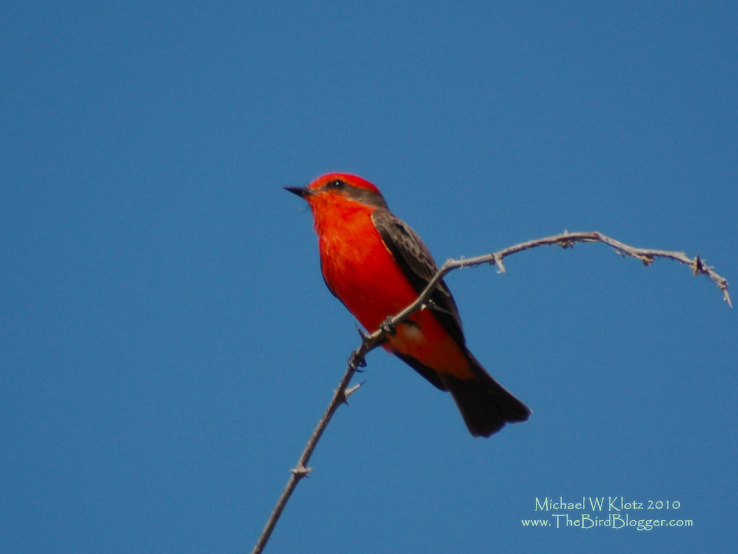 Vermillion Flycatcher - Falcon Lake, TX        A flycatcher with a flare. The male vermillion flycatcher catches more than just they eye. This was on a perch overlooking Falcon Lake where the water was flooding the campground. The bird would make short flights to collect the nearest flying insect and make its why back to the same perch.            Michael W Klotz - www.TheBirdBlogger.com
