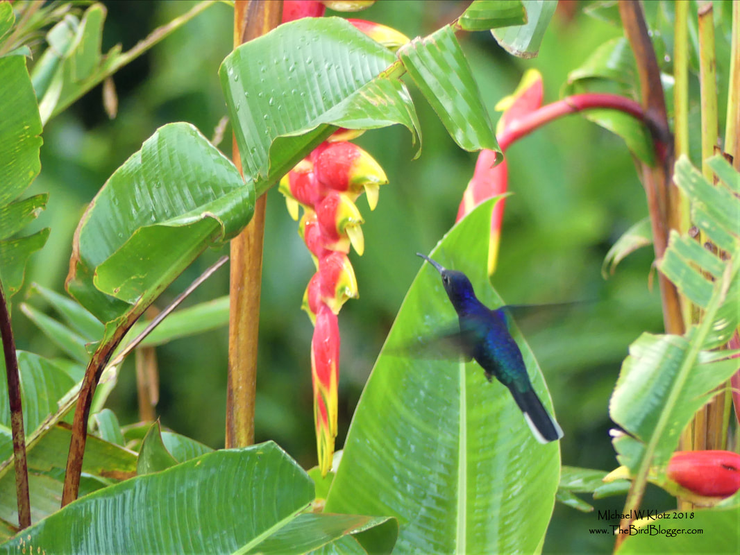 Violet Sabrewing - Selva Negra, Nicaragua        Central America's largest hummingbird was guarding a patch of Heliconia flowers during our visit to Selva Negra. They prefer the mountainous regions of the neotropical forests staying above 1000 feet above sea level. This male was working the patch of Lobster Claw Heliconia keeping all other birds well away from his prized possession. They didn't even have to be interested in the flowers for them to get a reaction. Notice the bill is perfectly curved to fit into the curved opening to allow for the best reach into the nectar.             Michael W Klotz - www.TheBirdBlogger.com