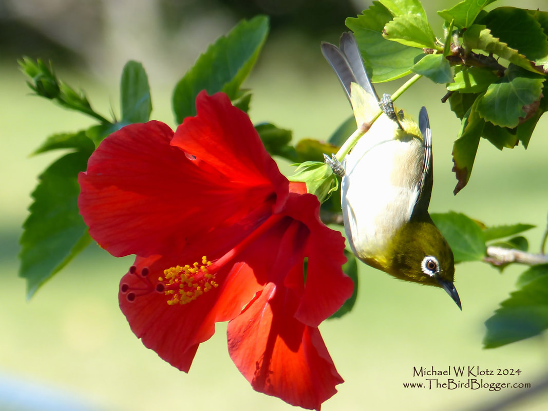 Warbling White-eye - Waikoloa Beach, HI          During a shopping trip to Queens market in Waikoloa Beach, resting on a bench outside the shop the Hibiscus started moving. After investigating a little further and there was a Warbling White-eye poking at the base of the flower from the back. This bird was called a Japanese White-eye when I took the photo but had a split since and now has a the very applicable name change.        Michael W Klotz 2024 www.TheBirdBlogger.com