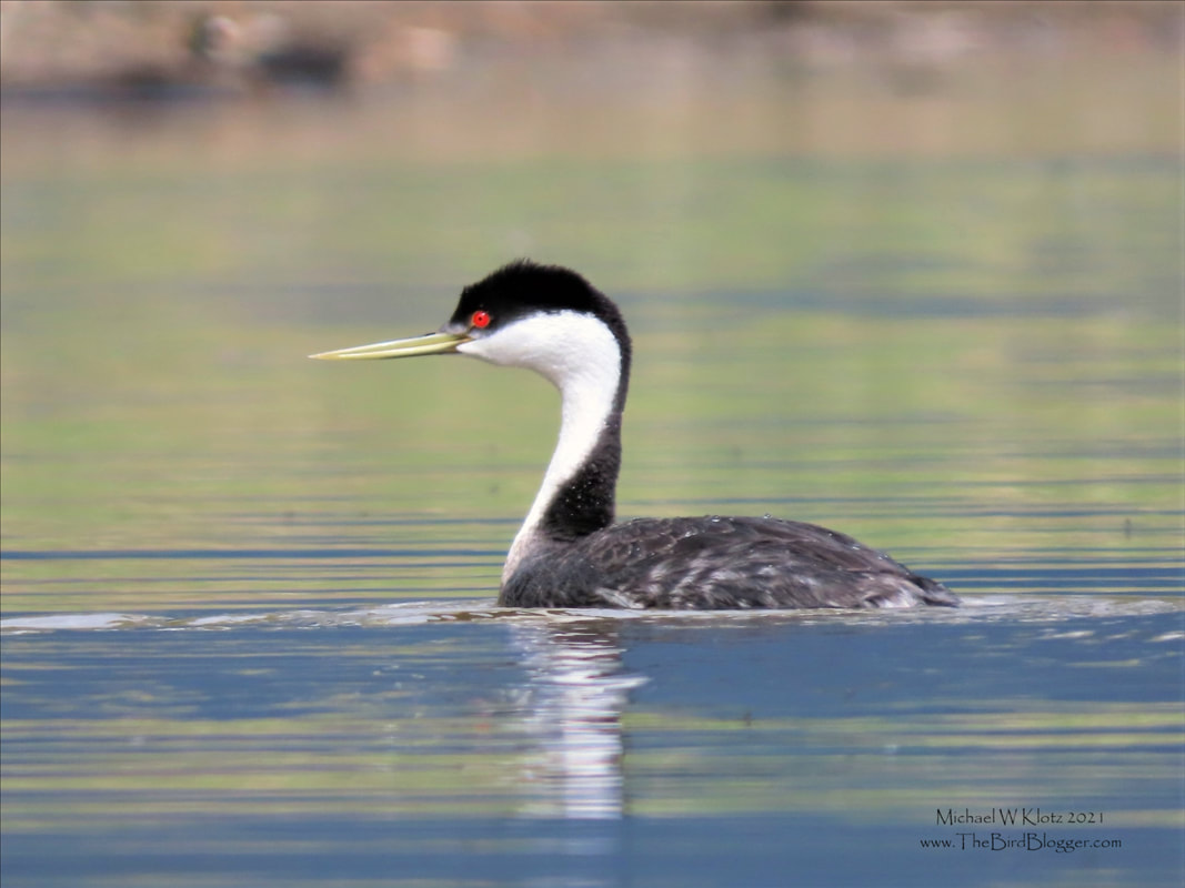Western Grebe - Salmon Arm, BC        Every year more than 500 Western grebes make their way north to Salmon Arm Bay at the top of their range, to mate and nest in the shallow reed beds where they nest. They pair up and perform some of the most beautiful courtship dances known to birds. Once the courtship solidified, the nesting ritual called the weed ceremony is performed and the nest building begins. The female is fed during the egg laying and first part of the incubation and 24 days later the next generation is born.              Michael W Klotz 2021 - www.TheBirdBlogger.com