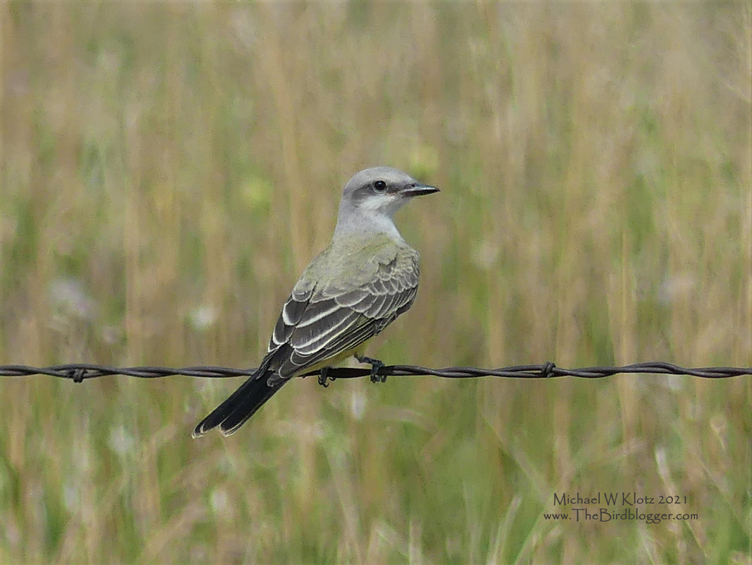 Western Kingbird - Hereford Ranch, WY           On a barbed-wire fence is a great place to look for these yellow flycatchers typically in grass covered fields. They will tend to stay consistently low to the ground while they search out flying insects. There are several other large yellow flycatchers of North America which can be hard to tell apart from a distance, but if you look carefully, there are tell tail signs, like the color of the birds head, the size of the beak and of course the voice. This was at Hereford Ranch in the southeast corner of Wyoming.         Michael W Klotz - www.TheBirdBlogger.com