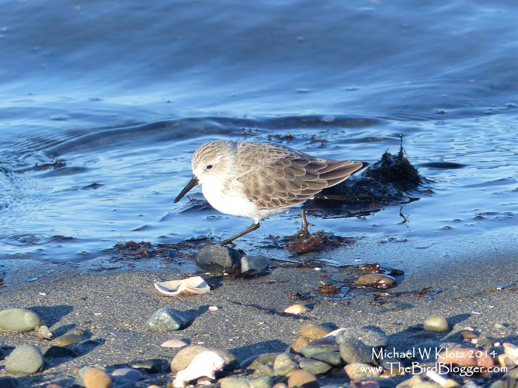 Western Sandpiper, Blackie Spit, BC  Picture