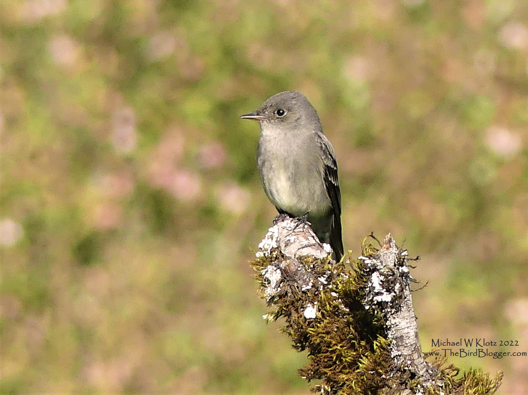 Western Wood-pewee - Sturgeon Slough, BC         One of the easier Empid flycatchers to identify, the Western Wood-pewee has a distinctive call and has the gray 