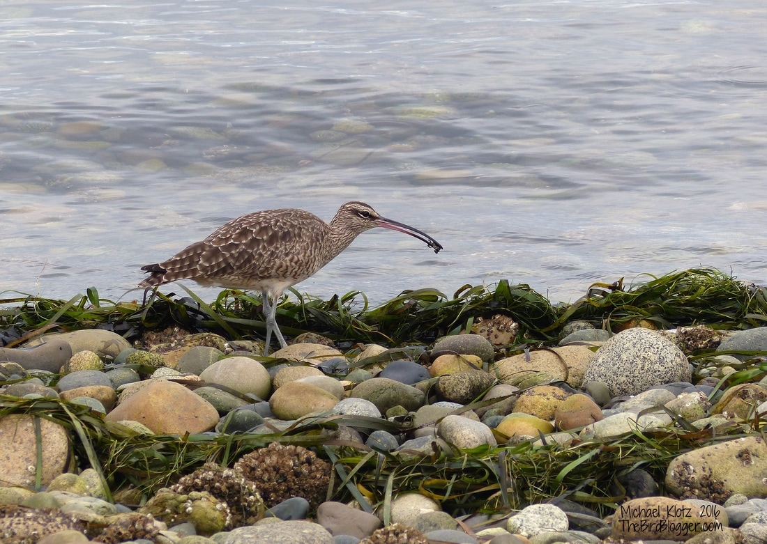 It would appear that our wintering Whimbrel is back on the Ferry Jetty. He was actively, and successfully, hunting shoreline crabs among the rocks. Two Black oystercatchers were keeping an eye close by. All three flew out to the end of the jetty 20 minutes after I found them.  