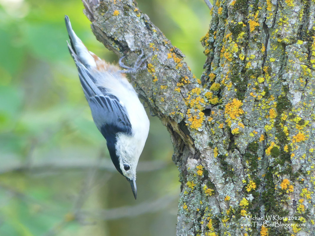 White-breasted Nuthatch - Assinaboine Forest, MB        One of the five nuthatch species in North America and one of 30 species around the world. Its closest cousin is the Giant Nuthatch of China. In the southern oak and poplar forests of Winnipeg, you can find these very distinct white and gray birds inching their way down the trunks of trees looking for food in the crevice's of the bark.  Assiniboine forest was a favorite place of mine that our Grandpa took us to learn about the natural world. I really have to thank that man for inspiring my love of birding as he was truly the instigator.               Michael W Klotz 2021 - www.TheBirdBlogger.com
