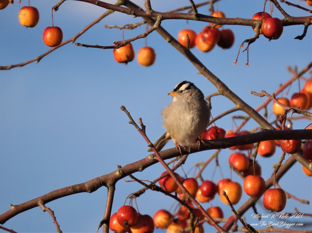 White-crowned Sparrow - Boundary Bay, BC        Catching the last of the sun on a late winter morning this White-crowned sparrow was perched in a crabapple tree. I was surprised to see how long the fruit lasted over the winter. Most of the birds here fed on the native Pacific Crabapple which is substantially smaller than this imported variety. Something I just learned about these birds is they can stay awake for up to two weeks at a time during migration!! Eating during the day as a preference and flying up to 300 miles a night.           Michael W Klotz 2021 - www.TheBirdBlogger.com