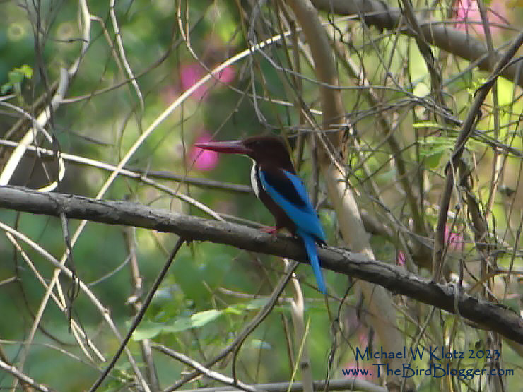 White-throated Kingfisher - Baan Maka Nature Lodge, TH        This was by far the most common kingfisher we saw in Thailand during our trip. They are large kingfisher that are very conspicuous with their blue wings and tail. They do catch fish but are also found away from water hunting reptiles, amphibians, rodents and even other birds. The world has a staggering 117 species of kingfisher including Australia's Laughing Kookaburra.  Most of them are brightly colored and live in the tropics. Here in North America, our most common bird is the Belted Kingfisher.             Michael W Klotz 2023 www.TheBirdBlogger.com