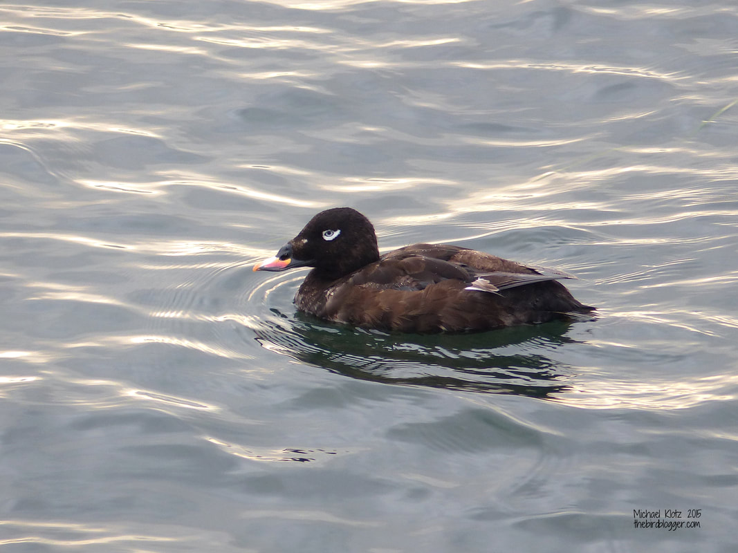 White-winged Scoter - White Rock, Picture