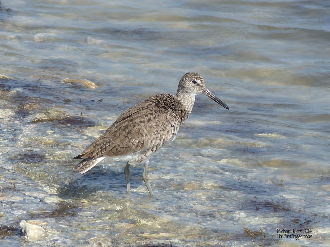 Willet - Goose Island, TX     Among the shorebirds along the coast line that morning were several Willets cruising the shallows for something to eat. They were all in some variation of breeding plumage getting ready to head north for the summer. I think this bird thought he was there already as he chased several other birds of the same species away from his place on the point.  Michael Klotz - www.TheBirdBlogger.com Picture