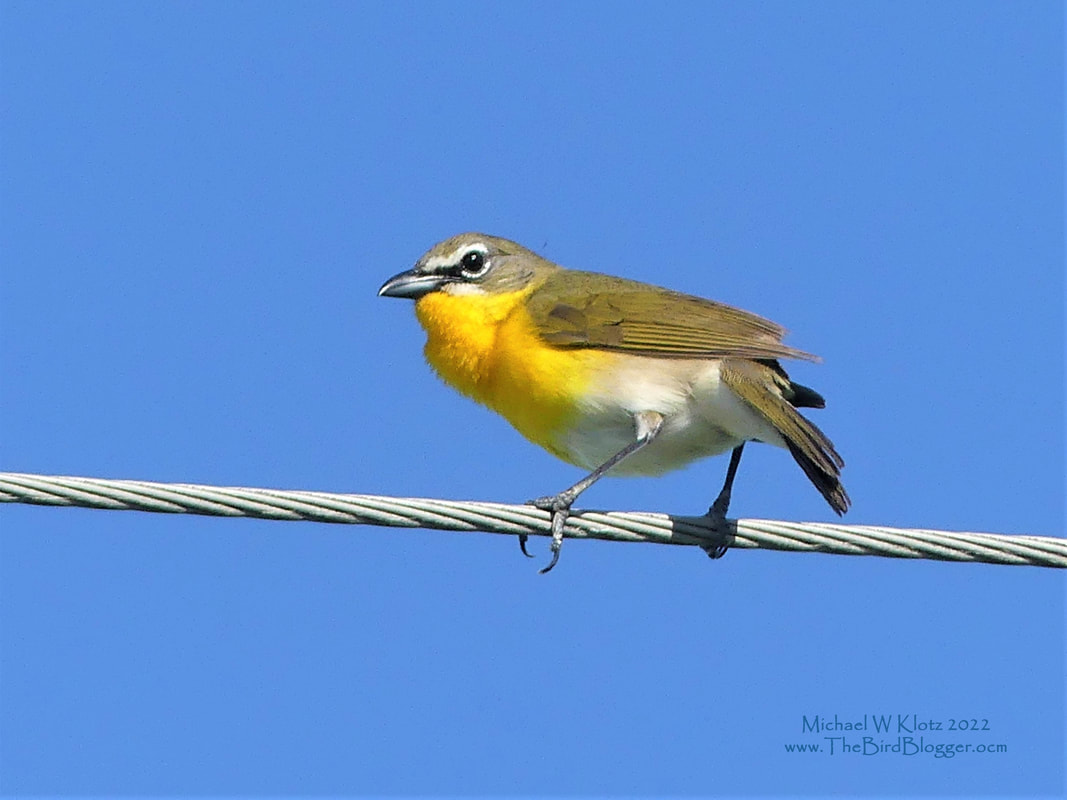 Yellow-breasted Chat - 10 mile Pond, MO        Considered part of the warbler family this gorgeous yellow masked devil is a wonderful site out on the powerline. He was singing proudly up on the wire above the hedge row keeping a real close eye below him. Who ever he was trying to impress was hidden well and not having anything to do with him. Notice the puffed out throat of this bird which happens when he is singing, making gurgling sounds.              Michael W Klotz 2022 - www.TheBirdBlogger.com
