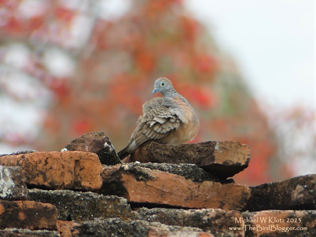 Zebra Dove - Wat Mahathat, TH          On our walk through the ruins of Wat Mahathat a very comfy Zebra Dove was preening on one of the brick wall silhouetted by a large domed temple. One of our greatest birding areas to start the trip we were amazed at the number of bird species that made their home here. Zebra doves were the most common dove while we were in Thailand as well. I had only seen Zebra doves in one other location before in Hawaii but they were a released bird there. It was nice to see them where they were a local species.           Michael W Klotz 2023 www.TheBirdBlogger.com